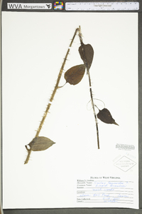 Smilax tamnoides image