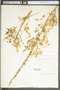 Stenanthium gramineum var. gramineum image