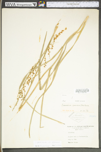 Stenanthium gramineum image