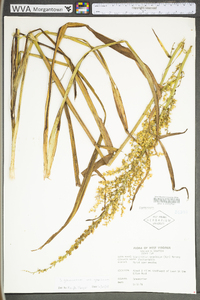 Stenanthium gramineum image