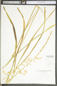 Stenanthium gramineum image