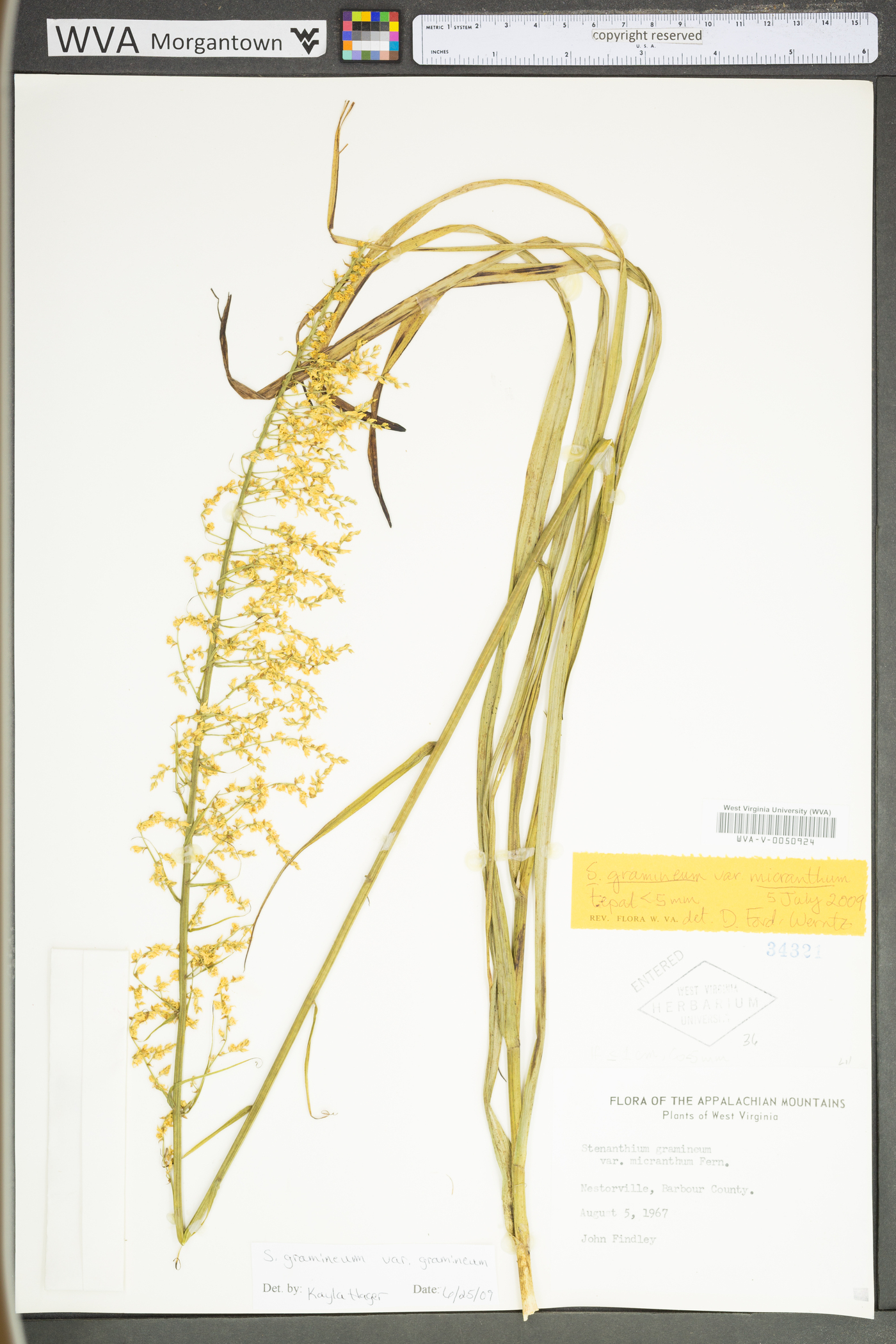 Stenanthium gramineum image