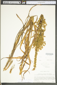 Stenanthium gramineum image