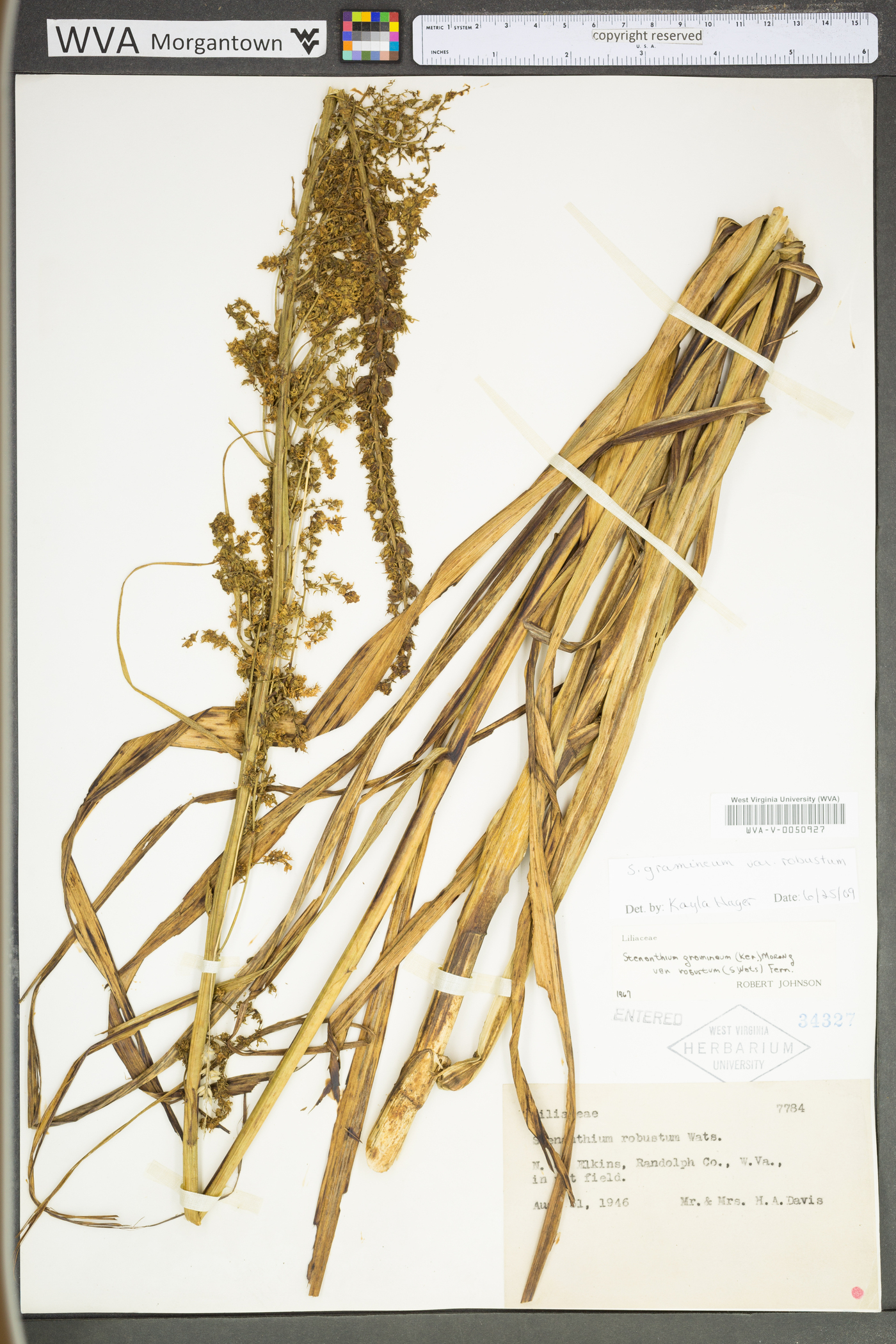 Stenanthium gramineum image