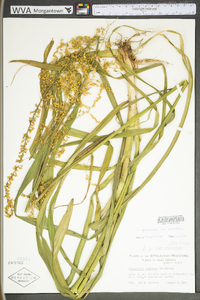 Stenanthium gramineum image