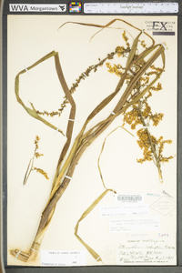 Stenanthium gramineum image