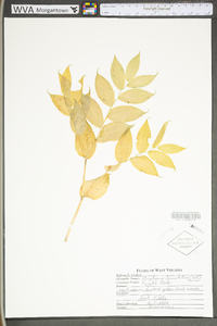 Streptopus lanceolatus var. roseus image