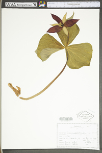 Trillium erectum image