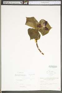 Trillium erectum image