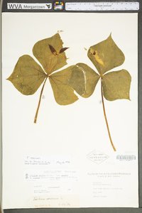 Trillium erectum image