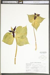 Trillium erectum image