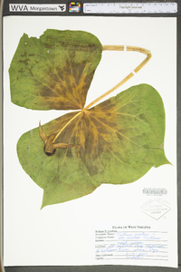 Trillium erectum image