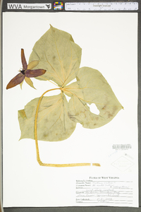 Trillium erectum image