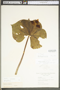 Trillium flexipes image