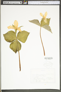 Trillium grandiflorum image