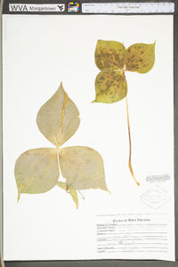 Trillium grandiflorum image