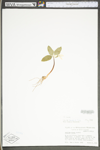 Trillium nivale image