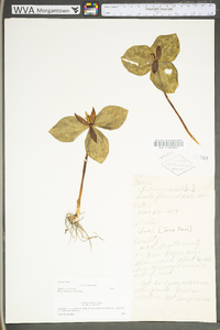 Trillium sessile image