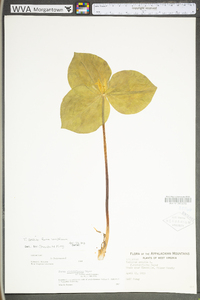 Trillium sessile image