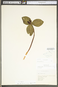 Trillium sessile image