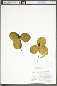 Trillium sessile image