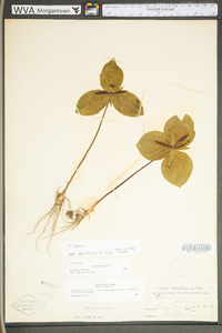 Trillium sessile image