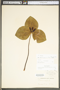 Trillium sessile image