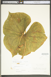 Trillium sulcatum image