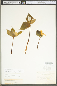 Trillium undulatum image