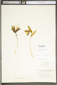 Uvularia grandiflora image