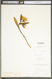 Uvularia grandiflora image