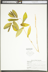Uvularia grandiflora image