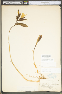 Uvularia grandiflora image