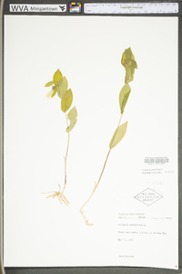 Uvularia perfoliata image