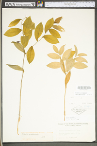 Uvularia sessilifolia image