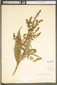 Veratrum viride image