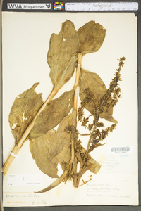 Veratrum viride image