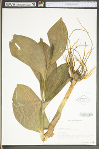 Veratrum viride image