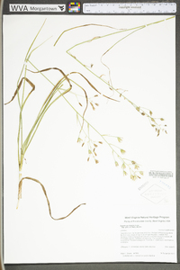 Zigadenus elegans subsp. glaucus image