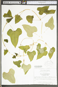 Dioscorea oppositifolia image