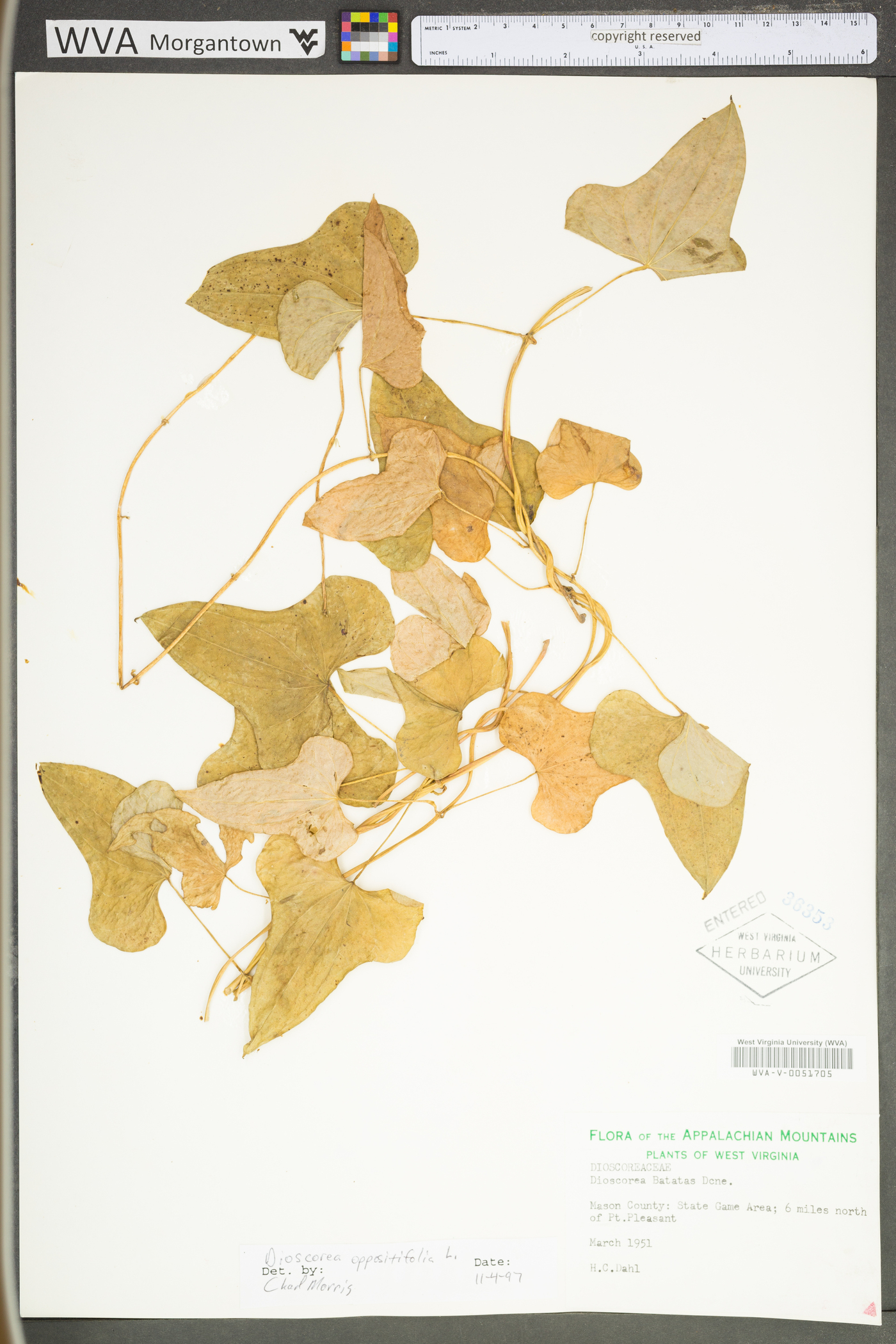 Dioscorea oppositifolia image