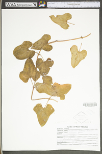 Dioscorea oppositifolia image