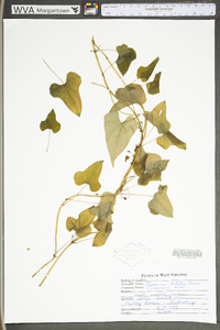 Dioscorea oppositifolia image