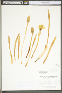 Narcissus pseudonarcissus image