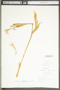 Iris pseudacorus image