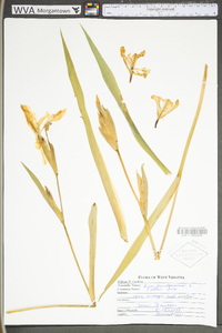 Iris pseudacorus image