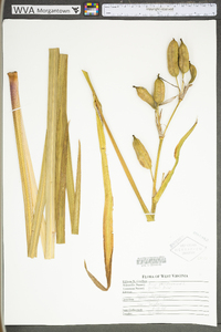 Iris pseudacorus image