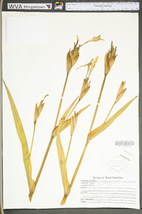 Iris pseudacorus image