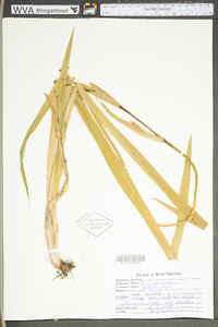 Iris pseudacorus image