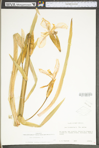 Iris pseudacorus image